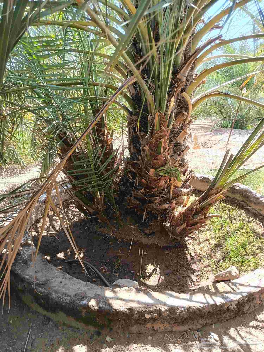 فسايل نخل للبيع64462855396610111