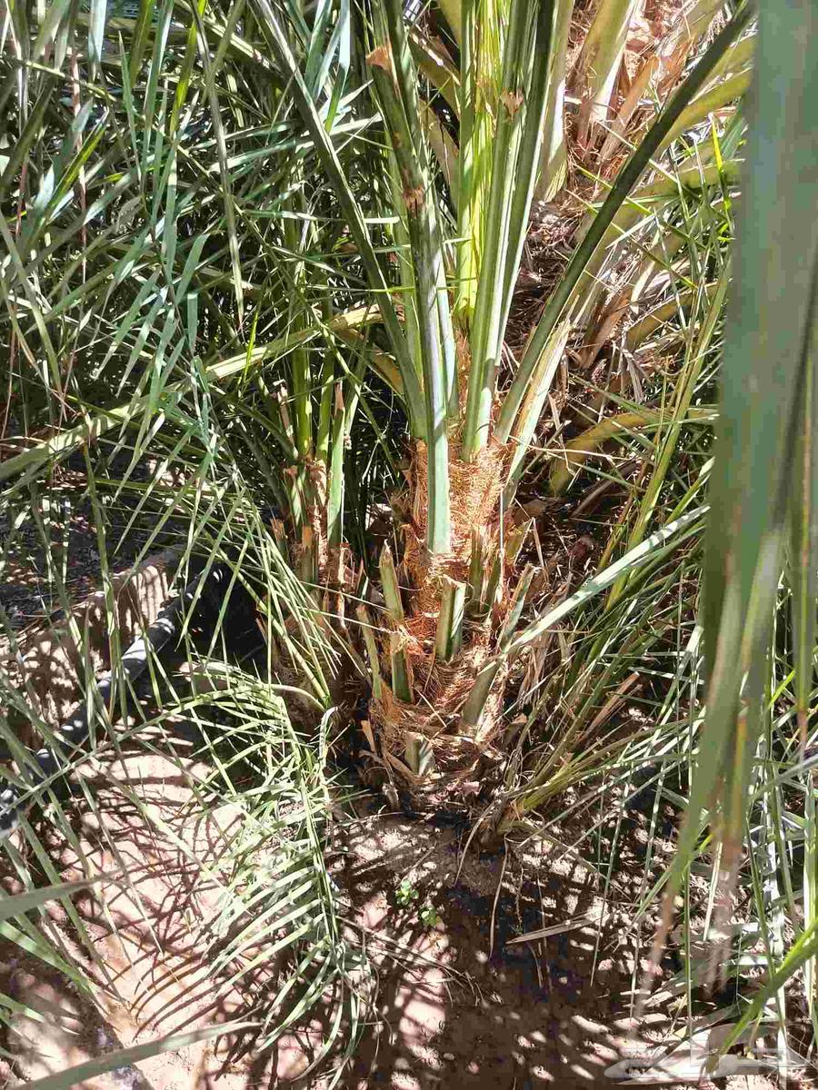 فسايل نخل للبيع64462855396610113