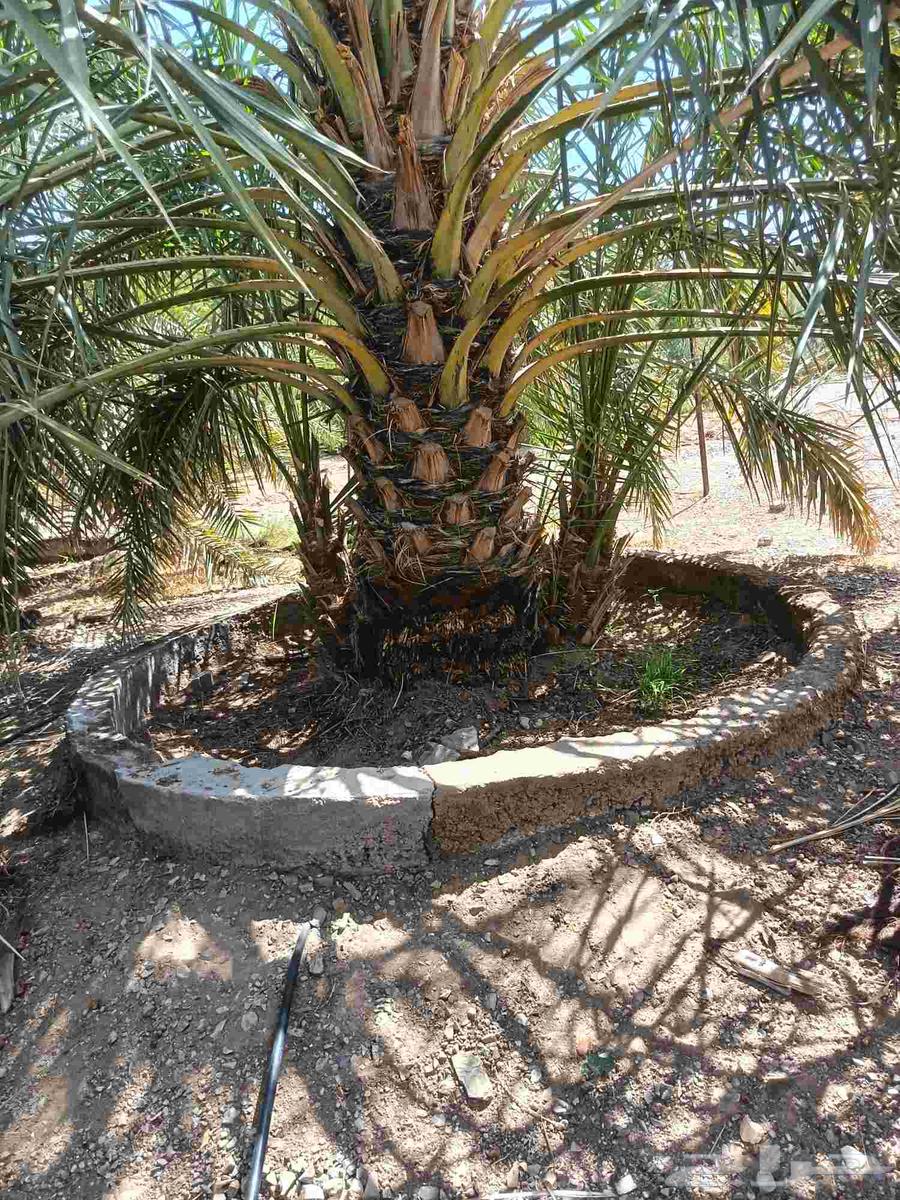 فسايل نخل للبيع64462855396610112