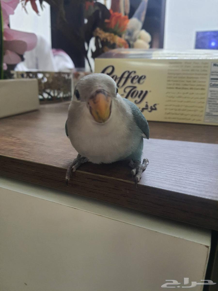 فرخ روز تبديل بطير ثاني64514720161539111