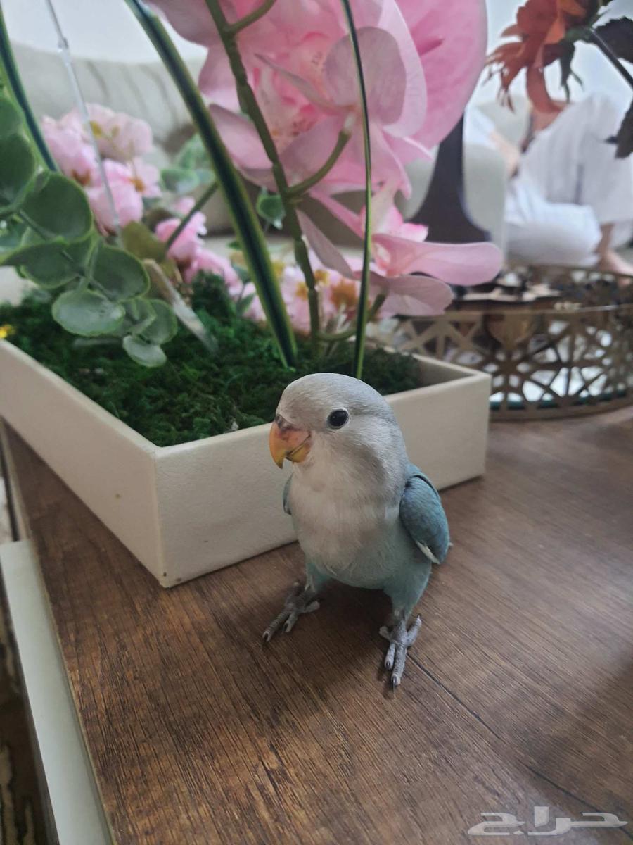 فرخ روز تبديل بطير ثاني64514720161539110