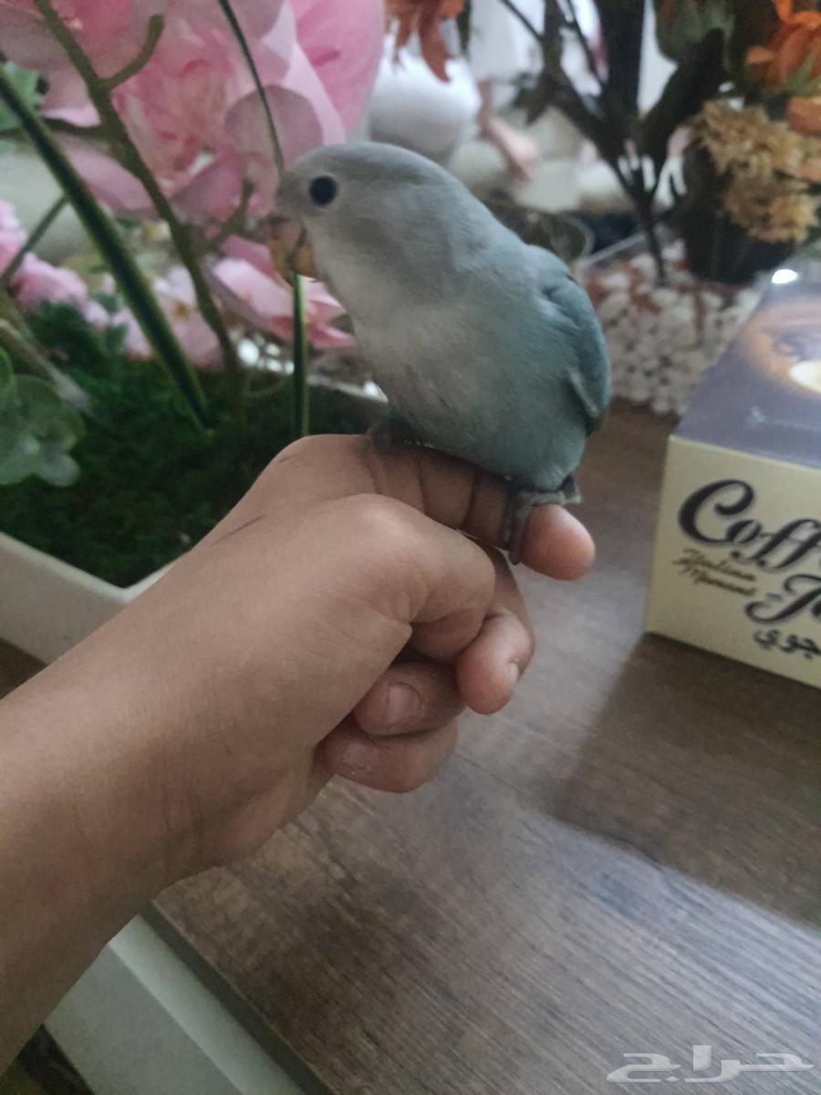 فرخ روز تبديل بطير ثاني64514720161539113