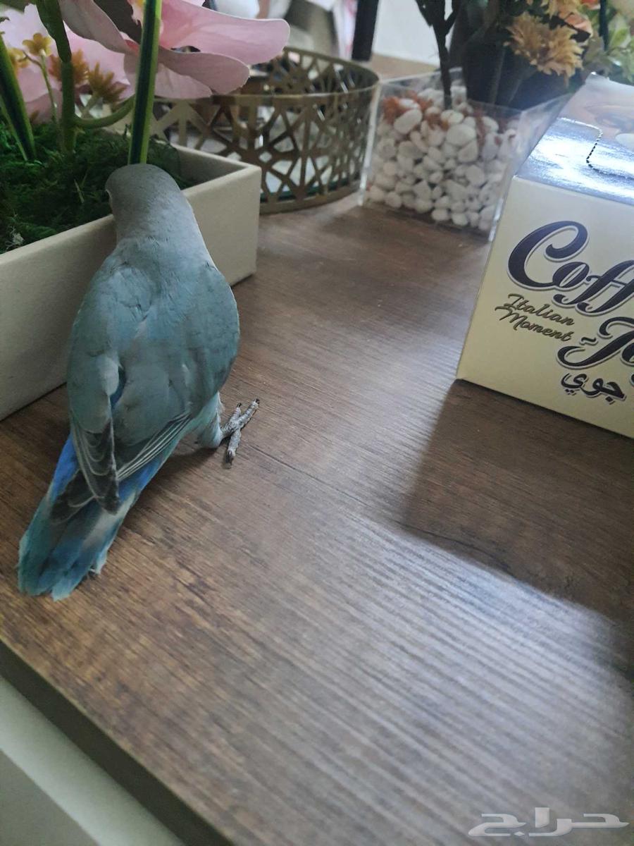 فرخ روز تبديل بطير ثاني64514720161539112