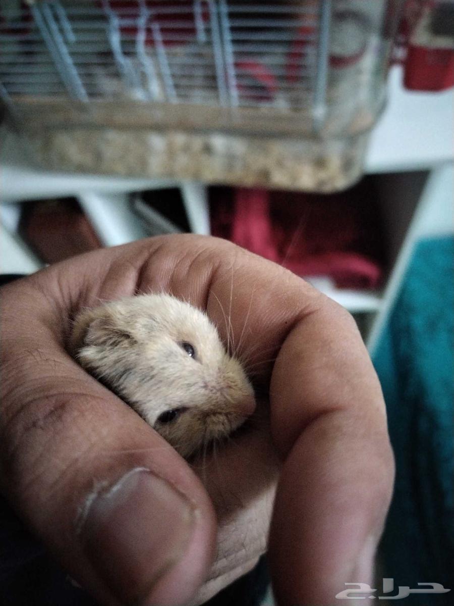 زوج هامستر للبيع64425542950914113