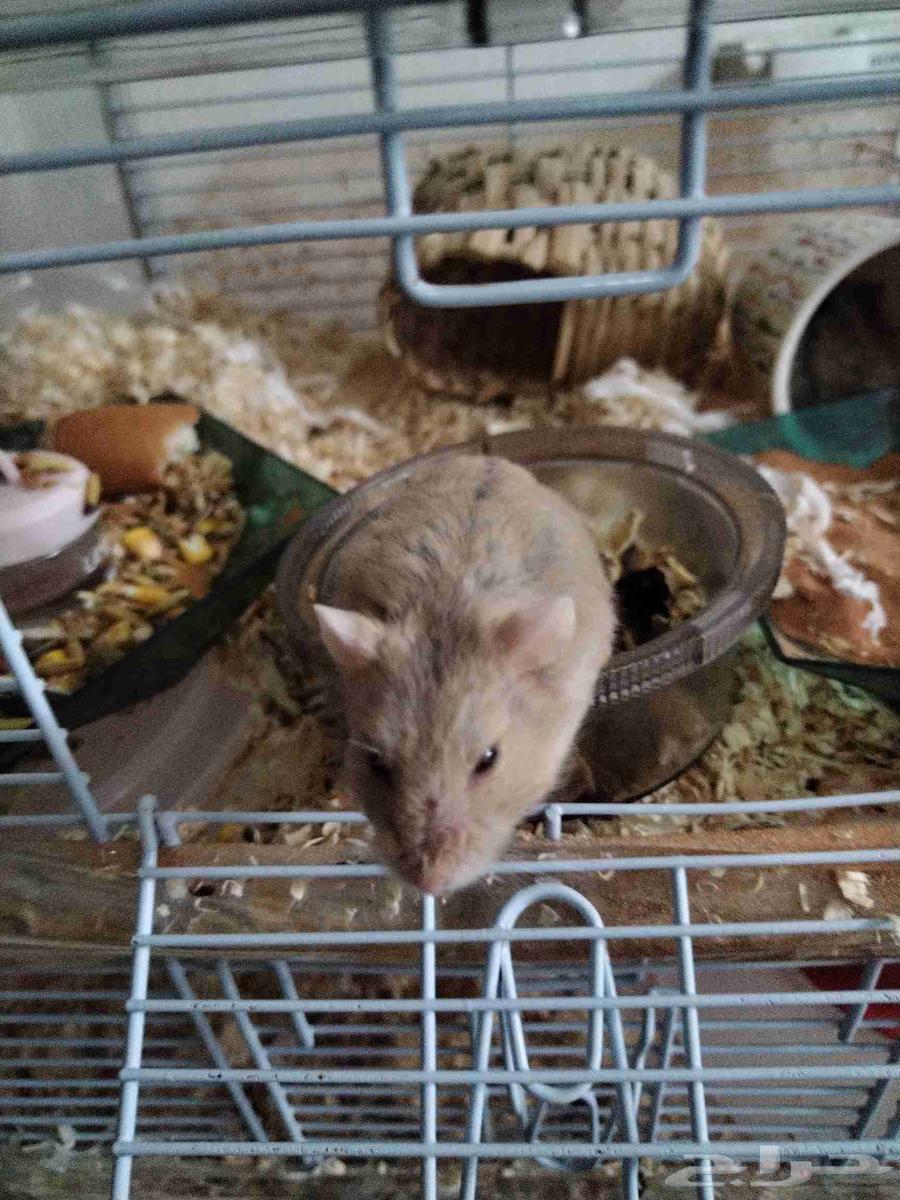 زوج هامستر للبيع64425542950914112