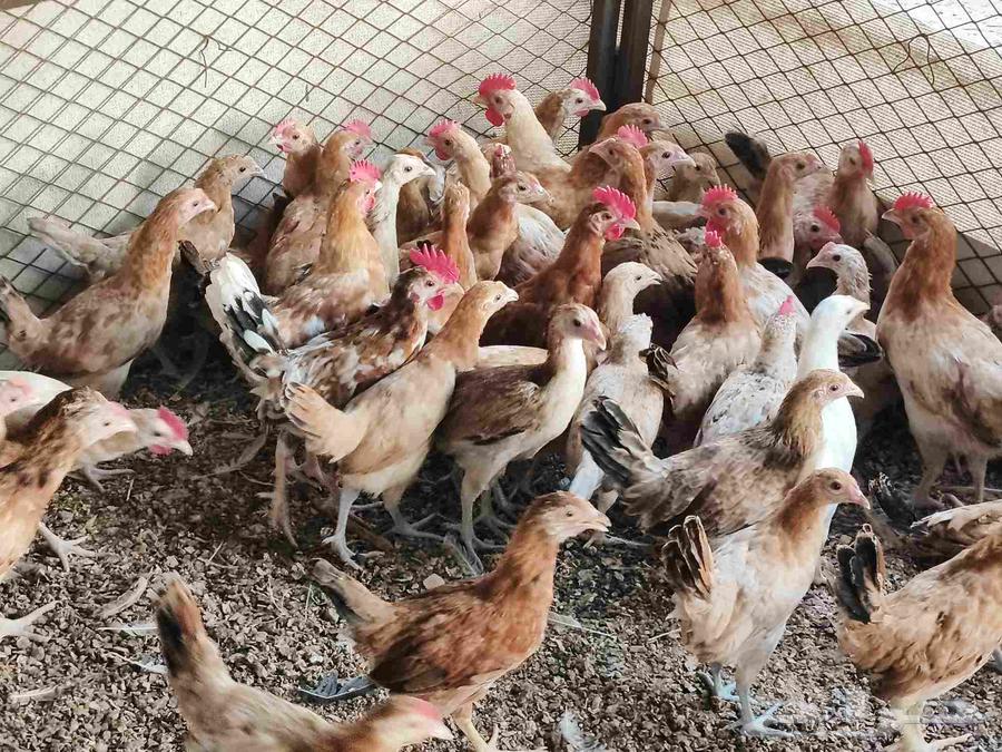 Local chickens, light-colored64546512058755111