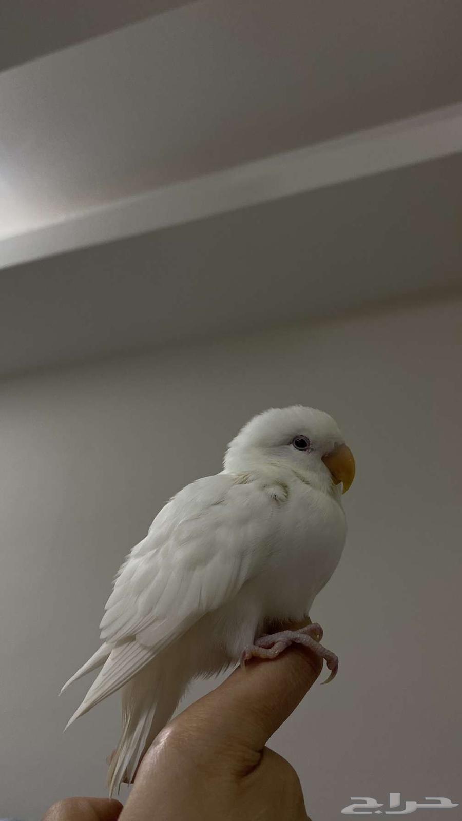 للبيع روز ألبينو قمة في الولافة وهدد نشبة ذكر64482200308227114