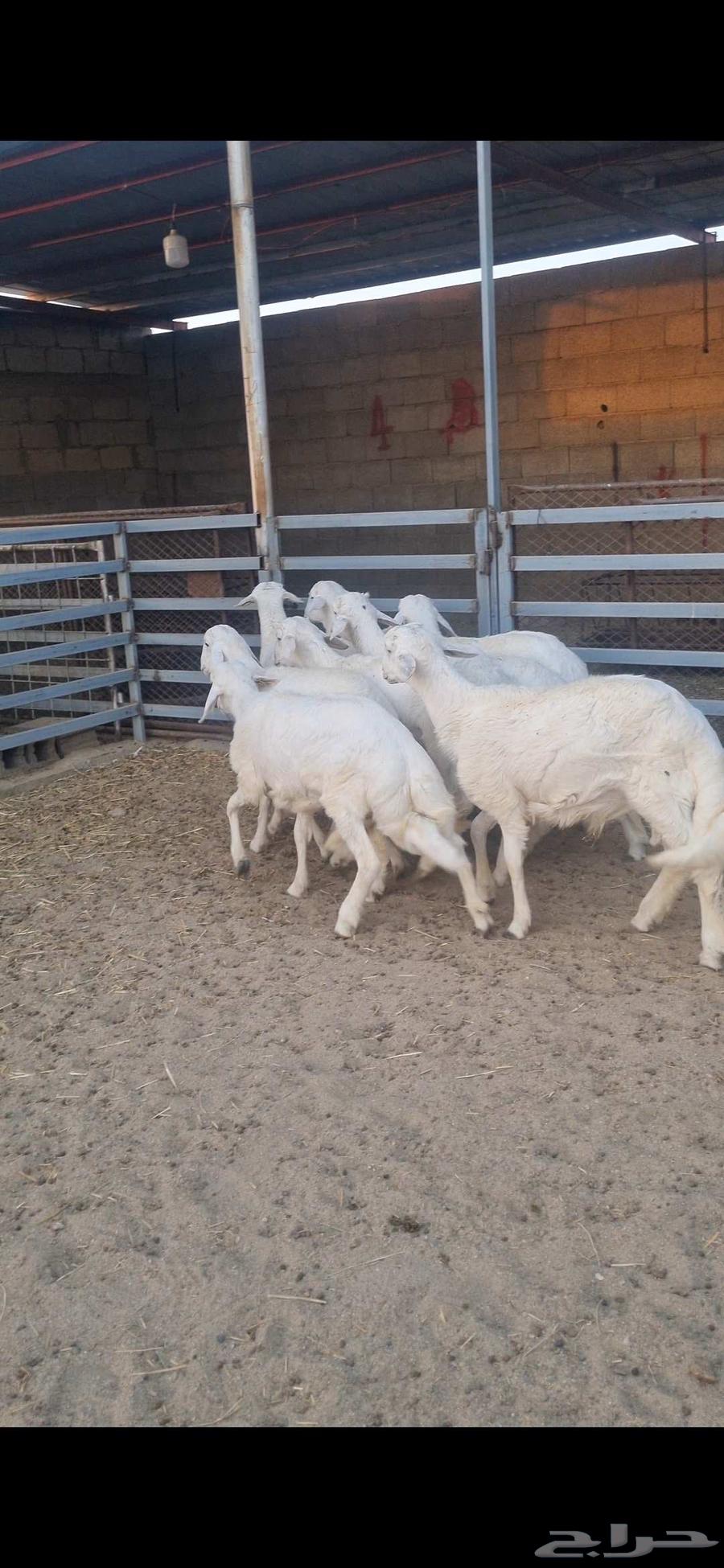 طليان وسط بيشه64547846841473114