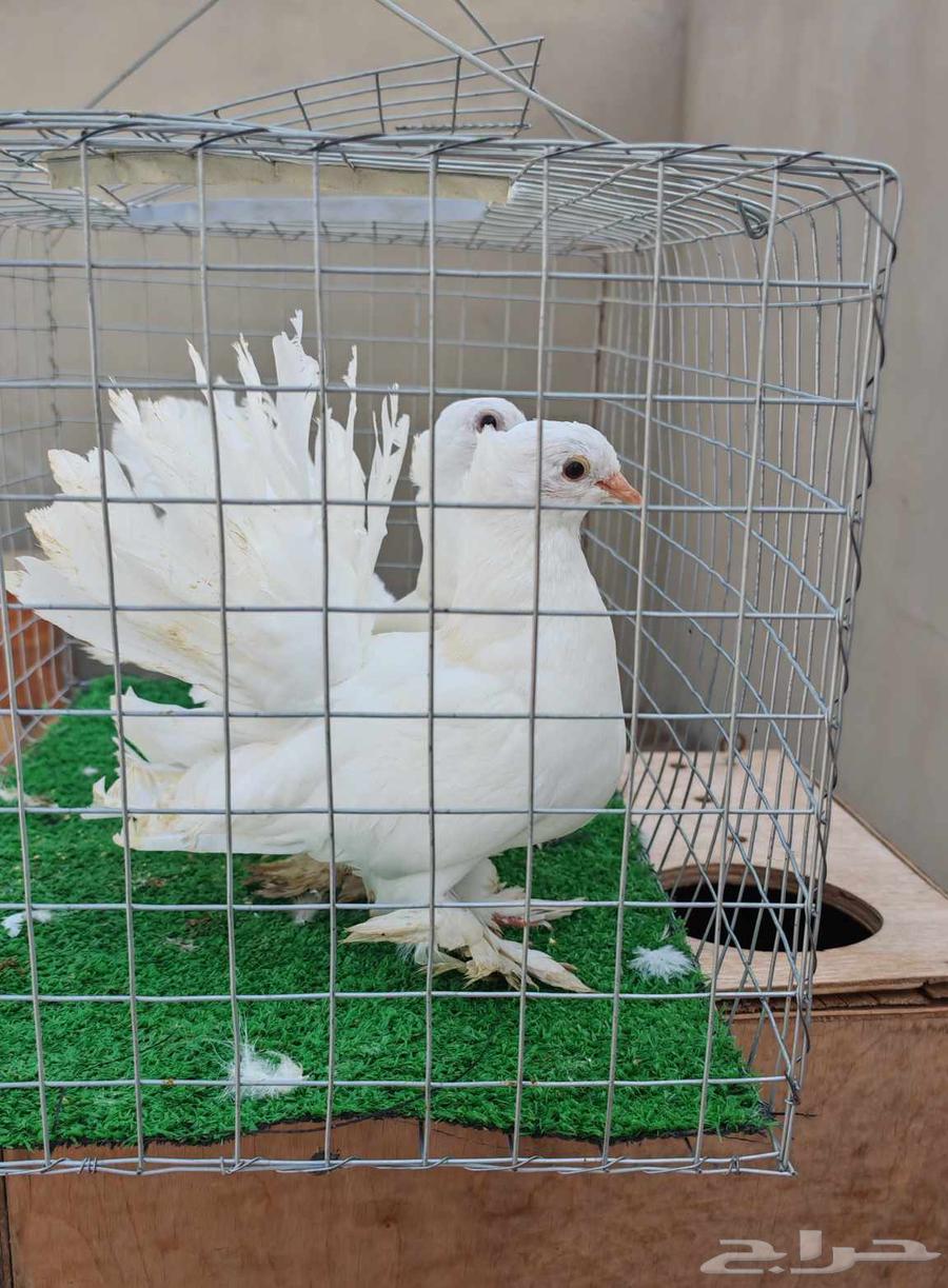 Dancing Tabla64607271268610110