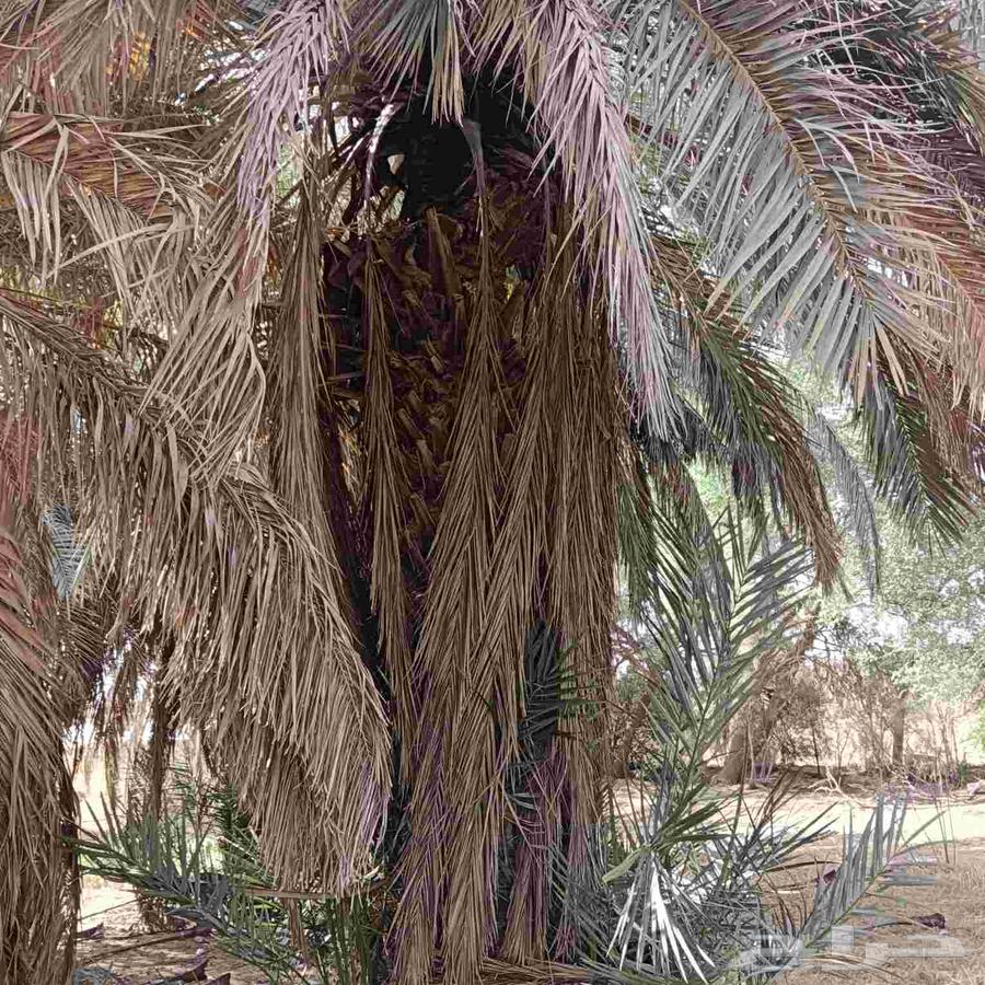 تكريب وتضيف جميع انواع انخيل64268300074755113