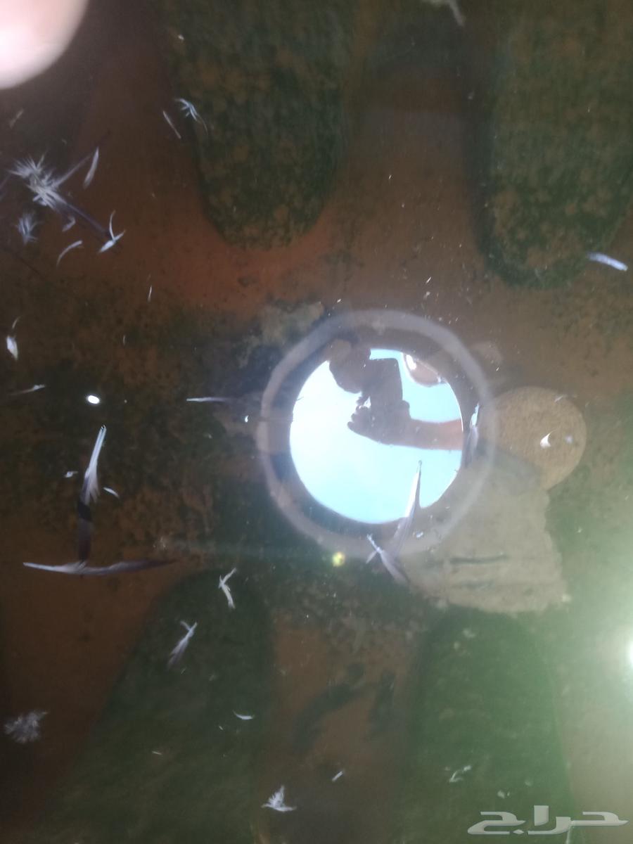 ادوات غسيل تنظيف كنب مجلس مفروشات بالمدينة المنورة64427383441538113