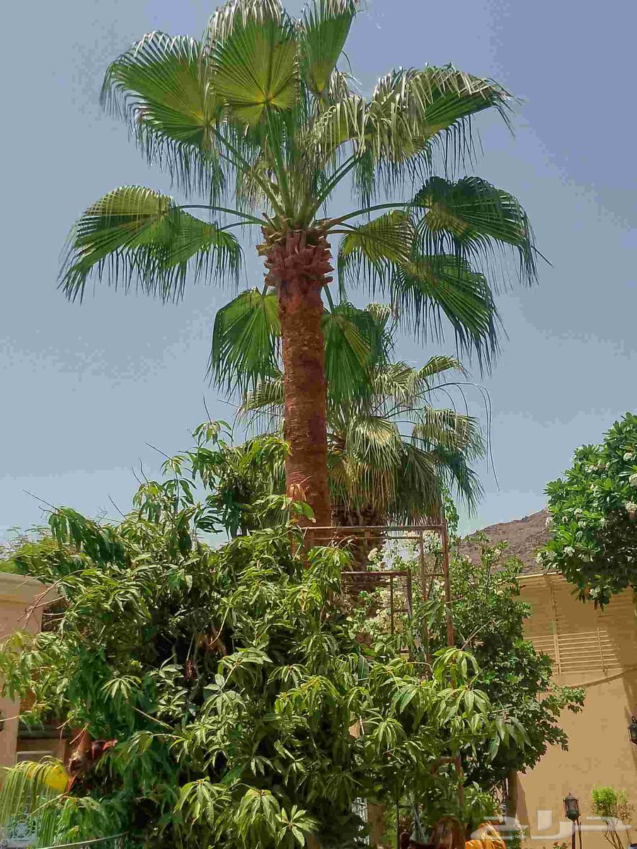 Trimming Washingtonia and palm trees, landscaping, and tree cutting64176372282242114
