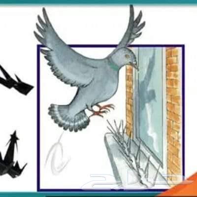 شركه تركيب اشواك طارد الحمام بالمنطقة الشرقية64175972757763114