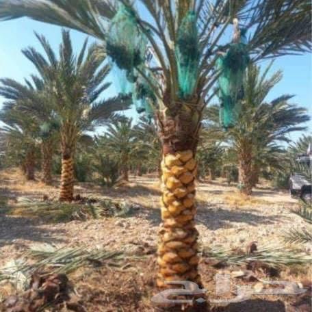 Fruit Trees64176584525313110