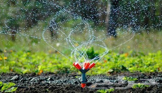 Fruit Trees64176584525313114