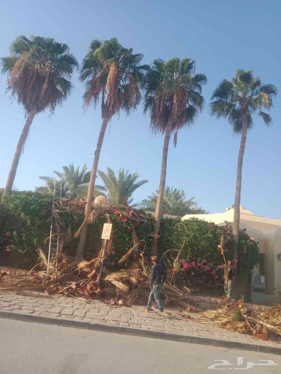 تكريب نخيل واشنطن وعربي64176984453121110
