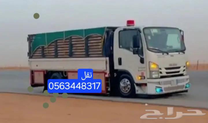 دينا نقل عفش64177779761538110