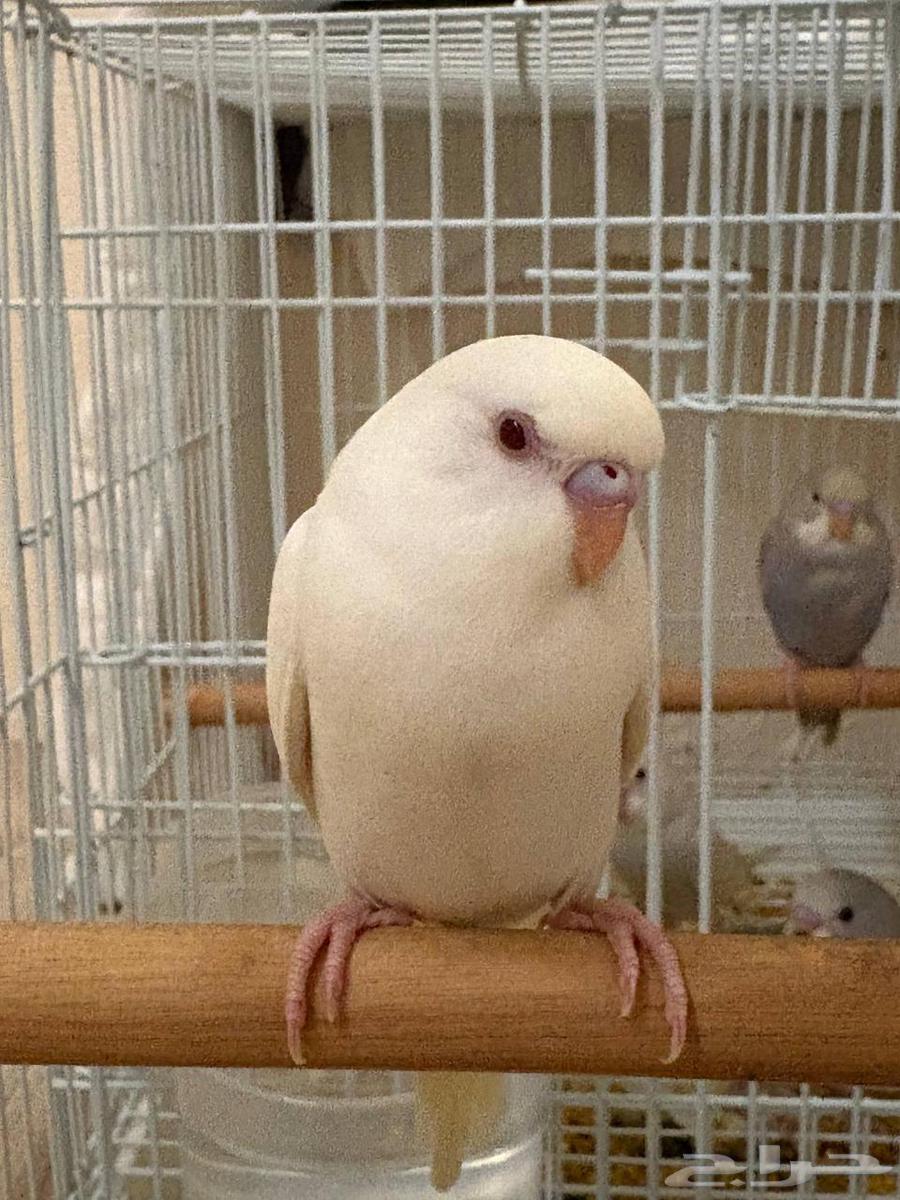 (تم البيع)))64551147443201113