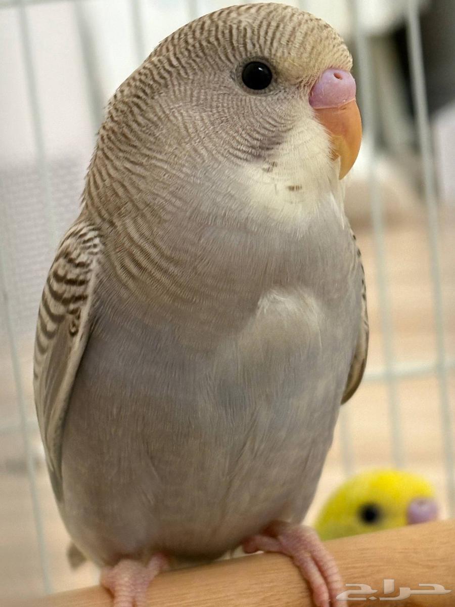 (تم البيع)))64551147443201111