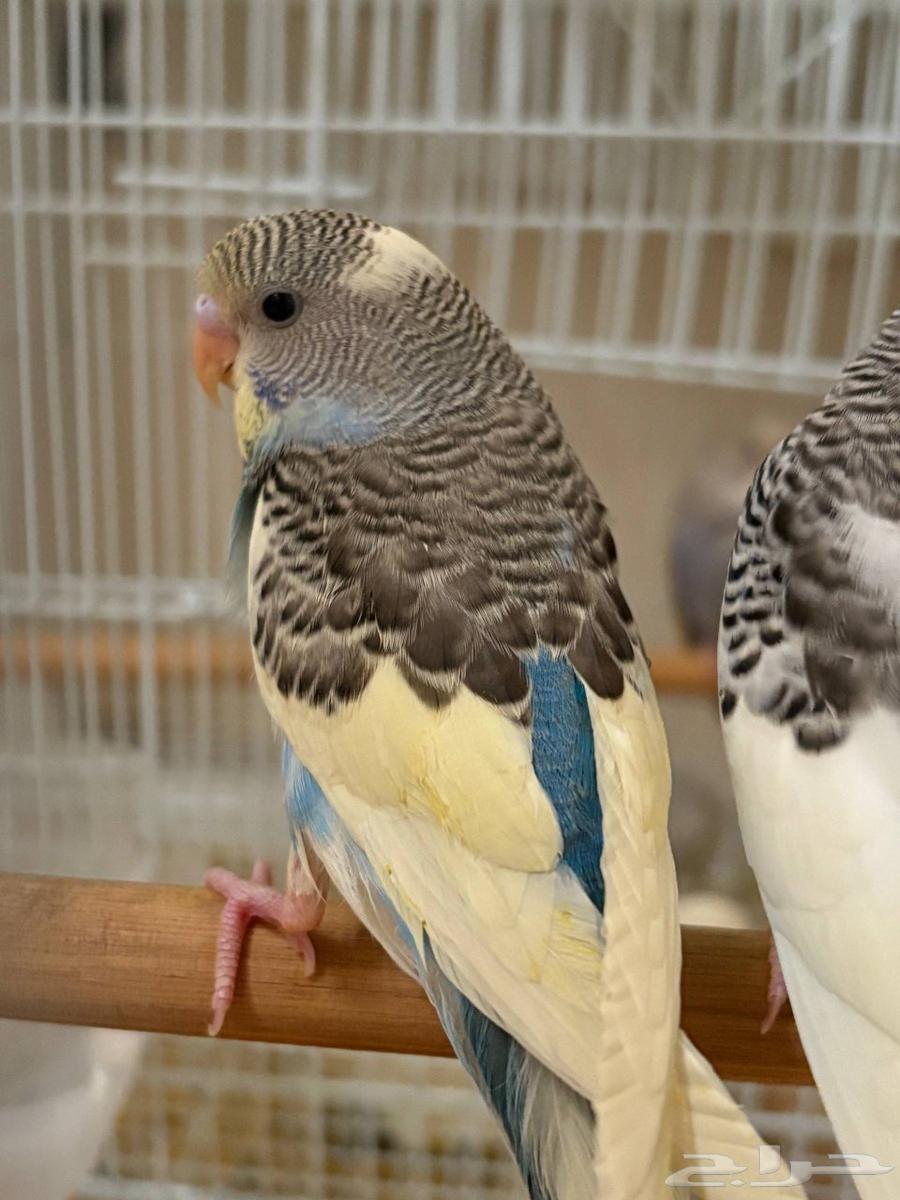 (تم البيع)))64551147443201110