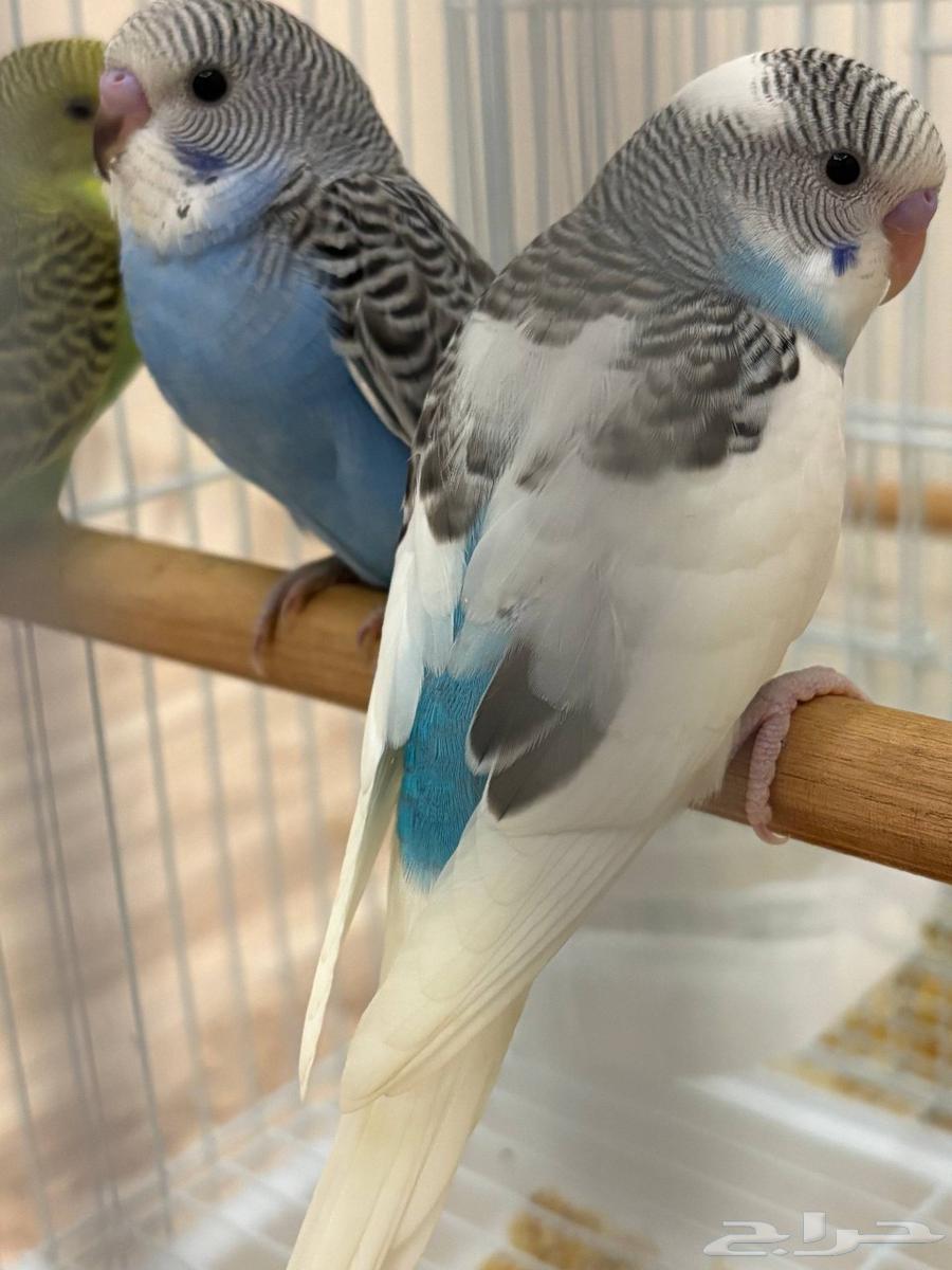 (تم البيع)))64551147443201112