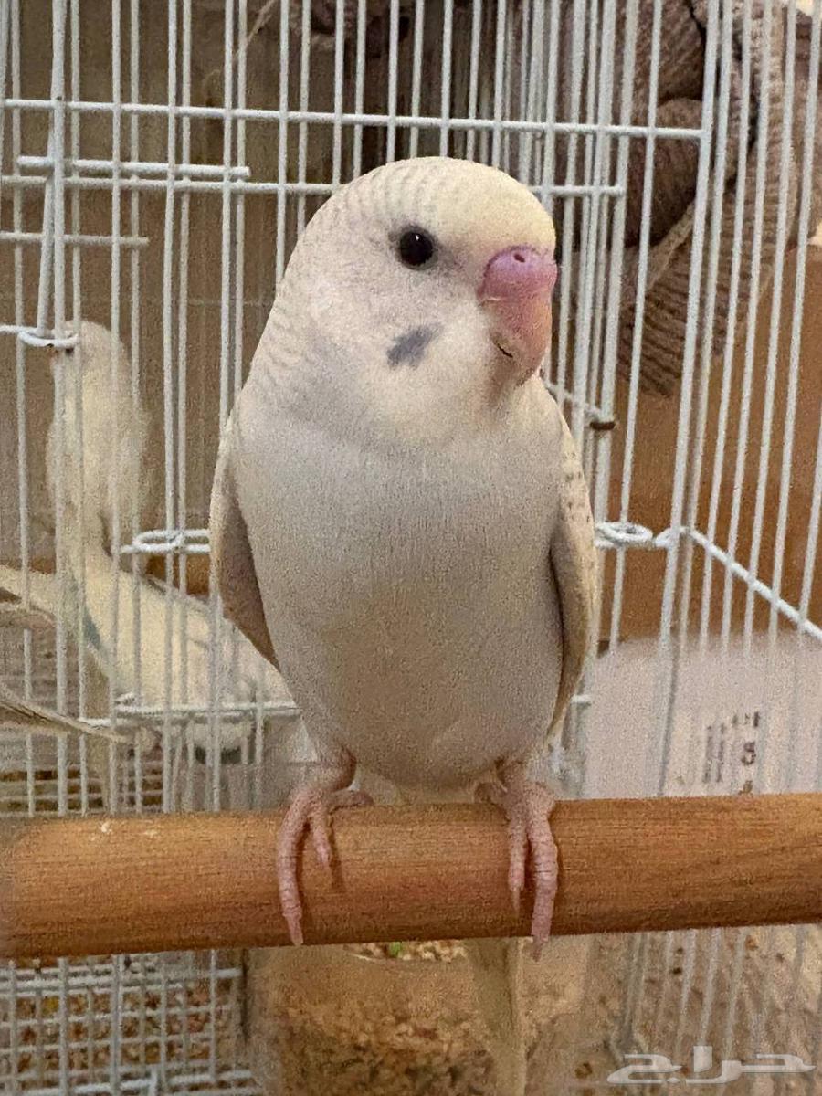 (تم البيع)))64551147443201114