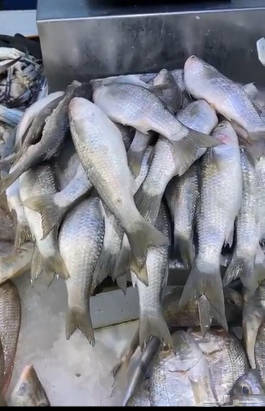 أسماك طارجة صيد اليوم توصل من الشرقية للرياض64260121710851111