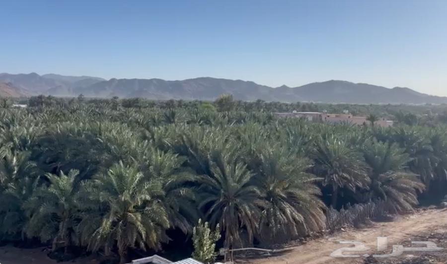 مزرعة للبيع