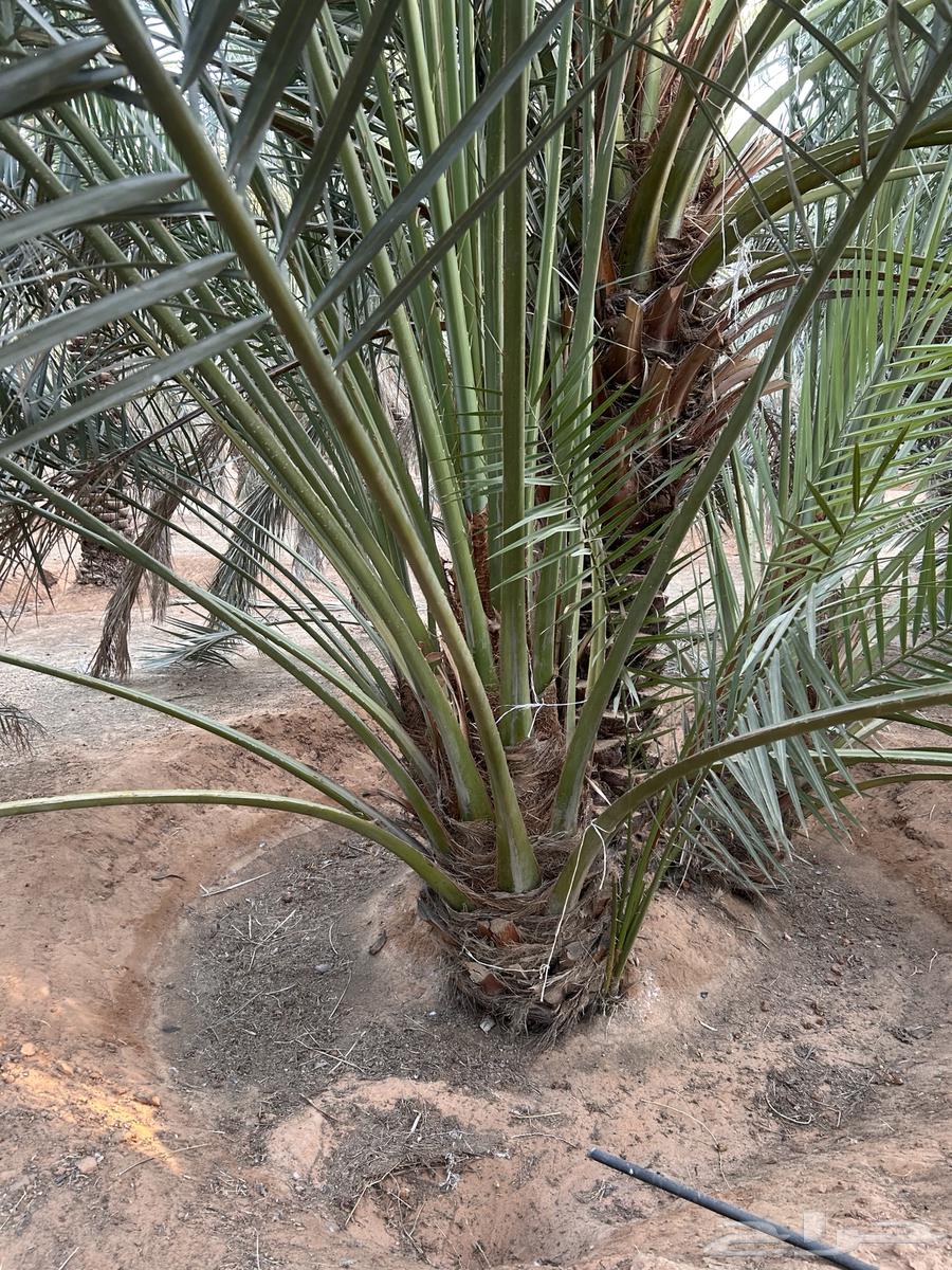 قلع وتوريد جميع أنواع النخيل64264182144258112