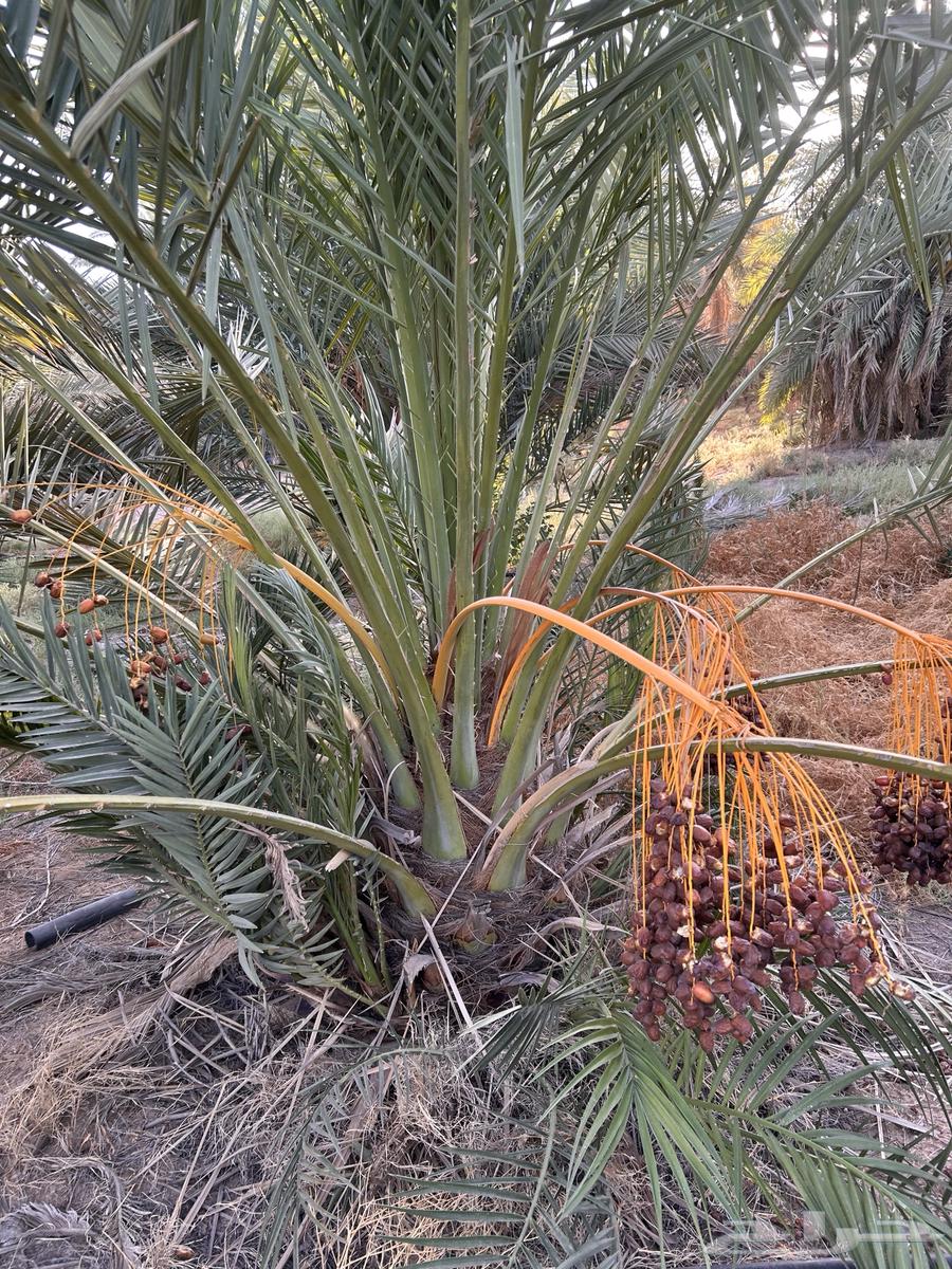 قلع وتوريد جميع أنواع النخيل64264182144258110