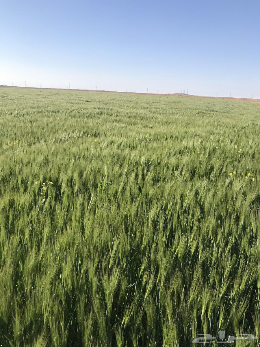 مزرعه بترمس للا يجار64259890116099113