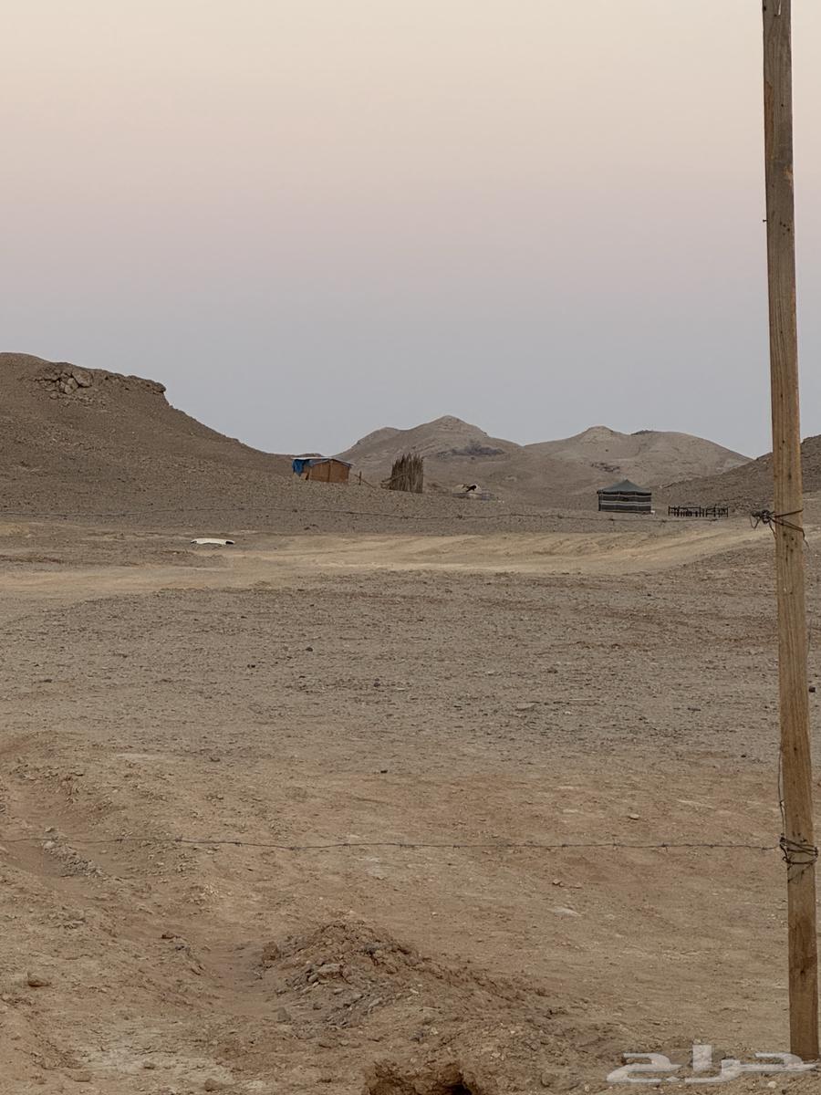 Rural rest house with sheep and bird pens, area over 7 thousand64263973571075114