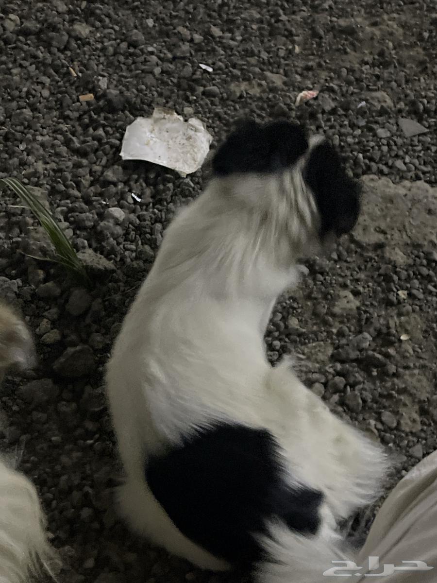 ارجع كلاب لي التبني مستعجل64264523572993111