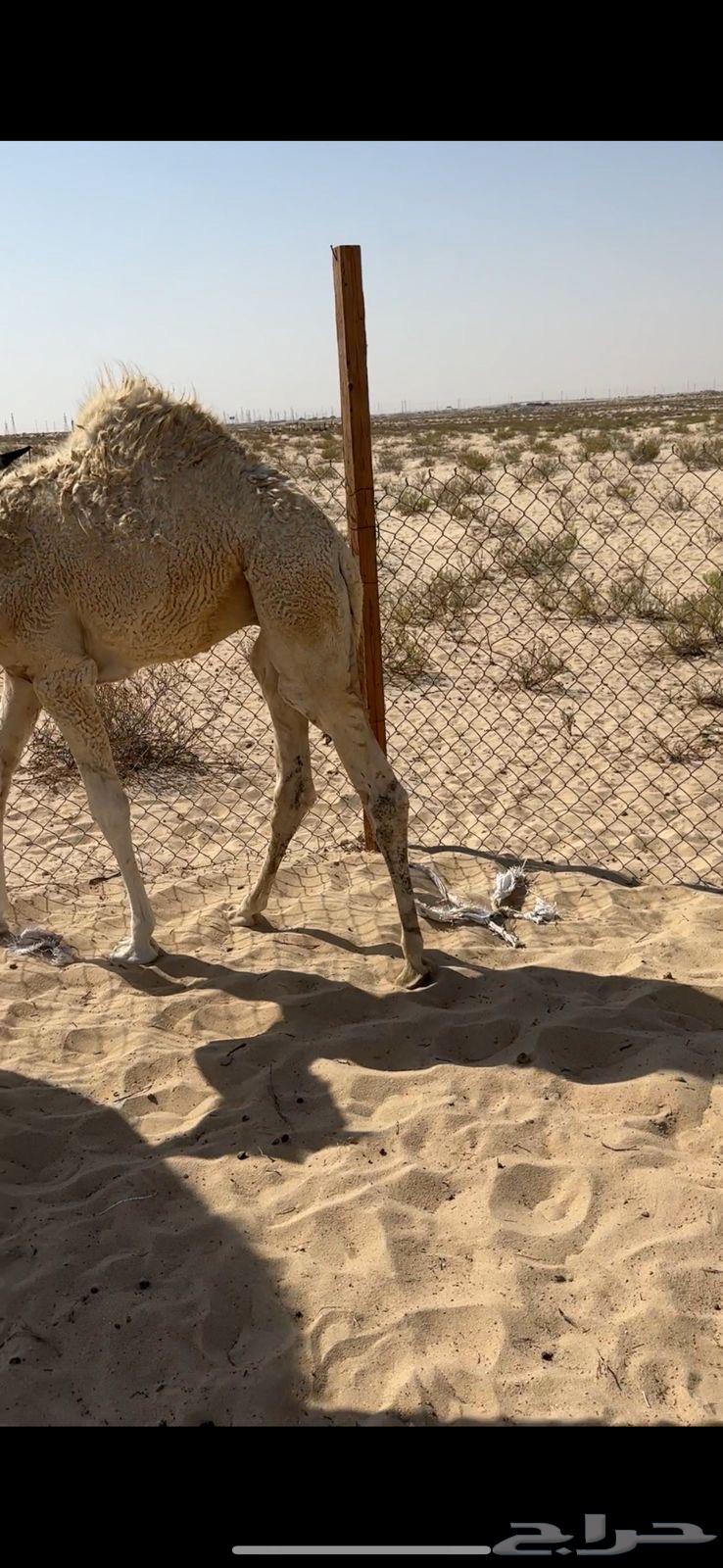 مطلوب دنه ابل ماشيه من المزاحميه الا الدمام64264183308162110