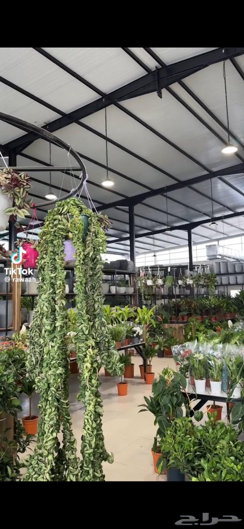 ابو سعود - مشتل زراعي وتنسيق حدائق64264686948609112