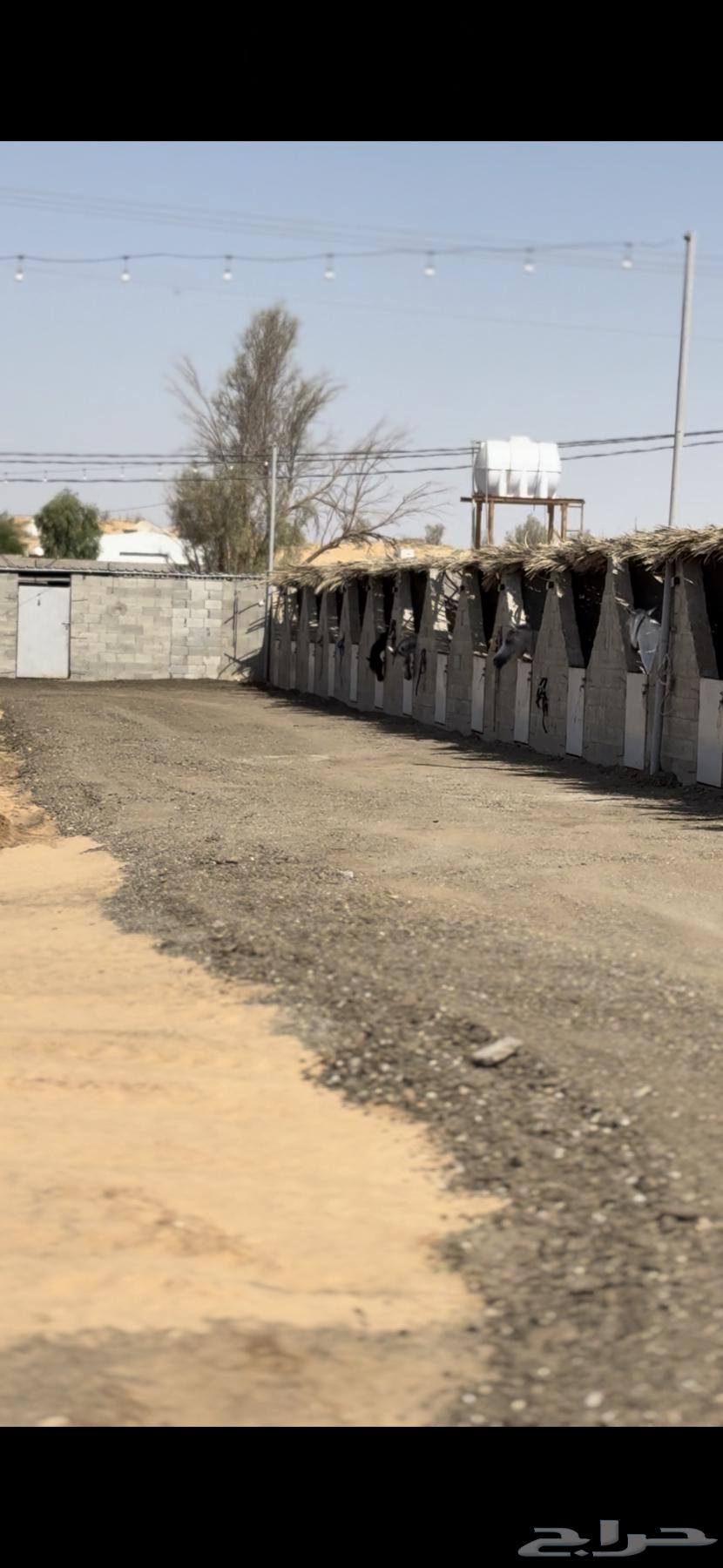 أعمال تربه و أسفلت64263606747139112