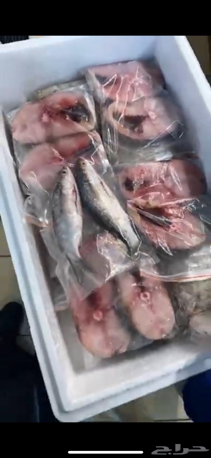 أسماك طارجة صيد اليوم توصل من الشرقية للرياض64260121710851114