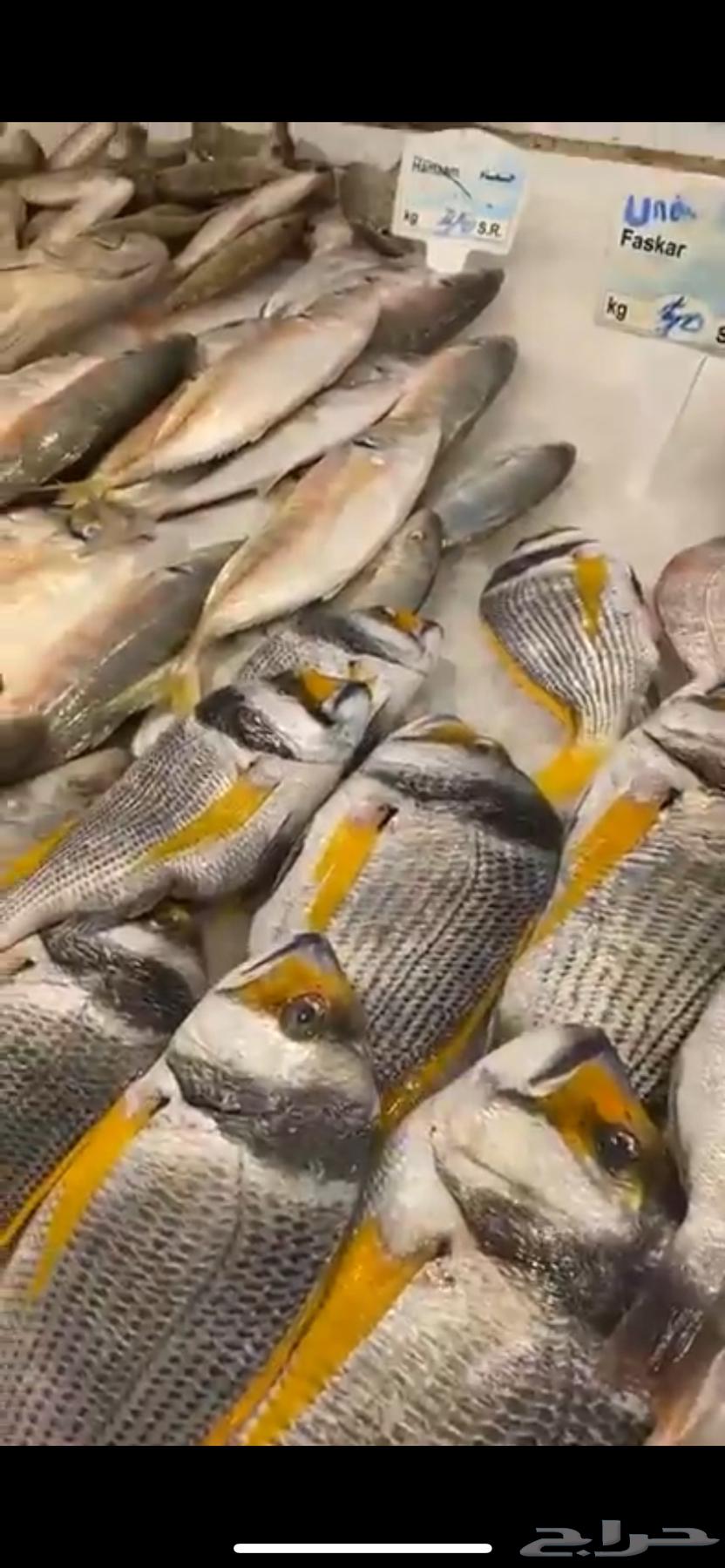أسماك طارجة صيد اليوم توصل من الشرقية للرياض64260121710851110
