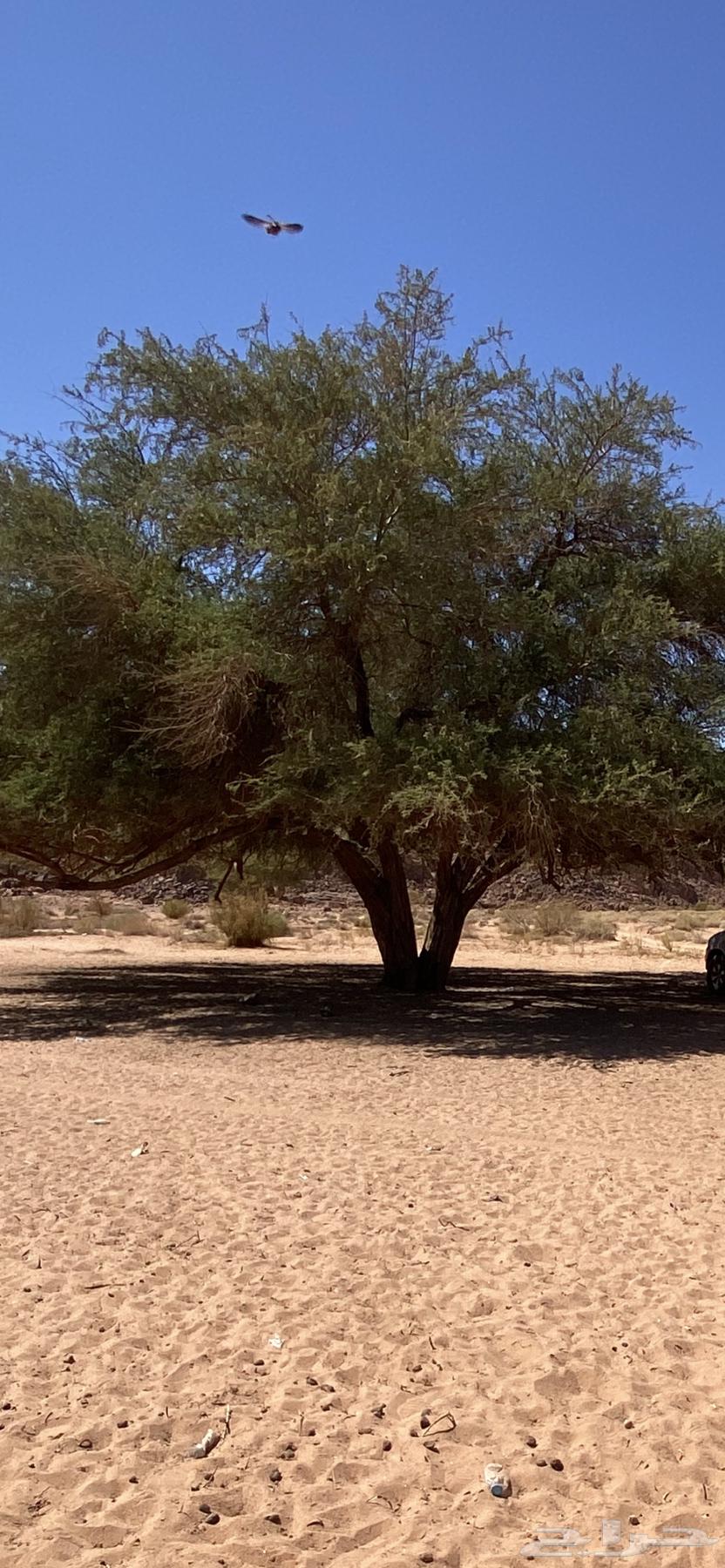 مطلوب أرض بالدخل64263973768450110