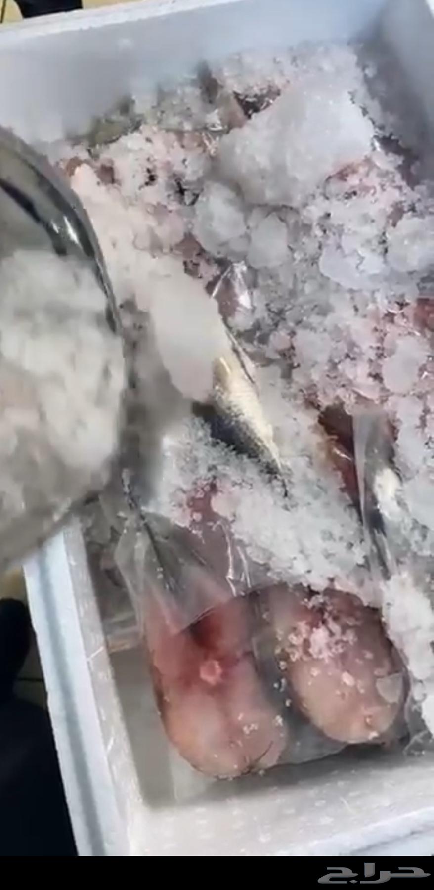 أسماك طارجة صيد اليوم توصل من الشرقية للرياض64260121710851113