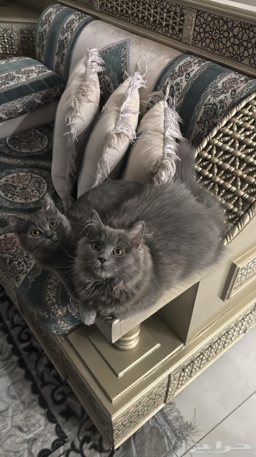 كيتن العمر 5 اشهر للتبني64270510392833110