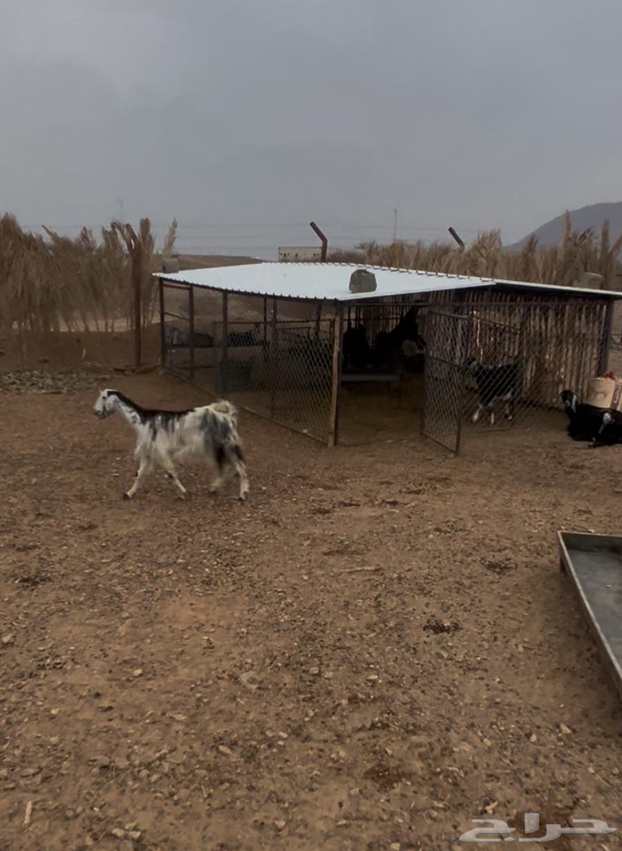 شبوك غنم64274842808578114