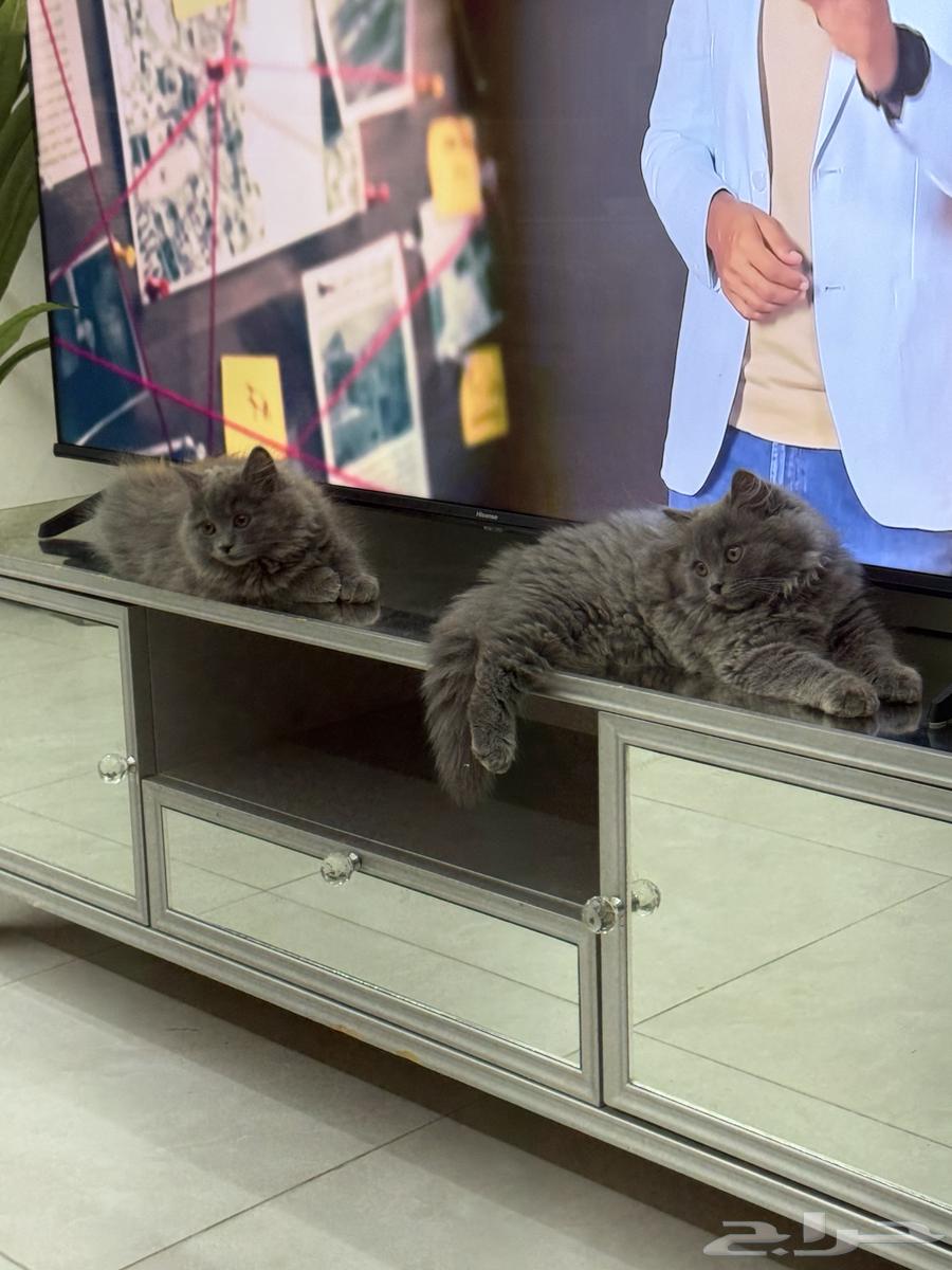 كيتن العمر 5 اشهر للتبني64270510392833114