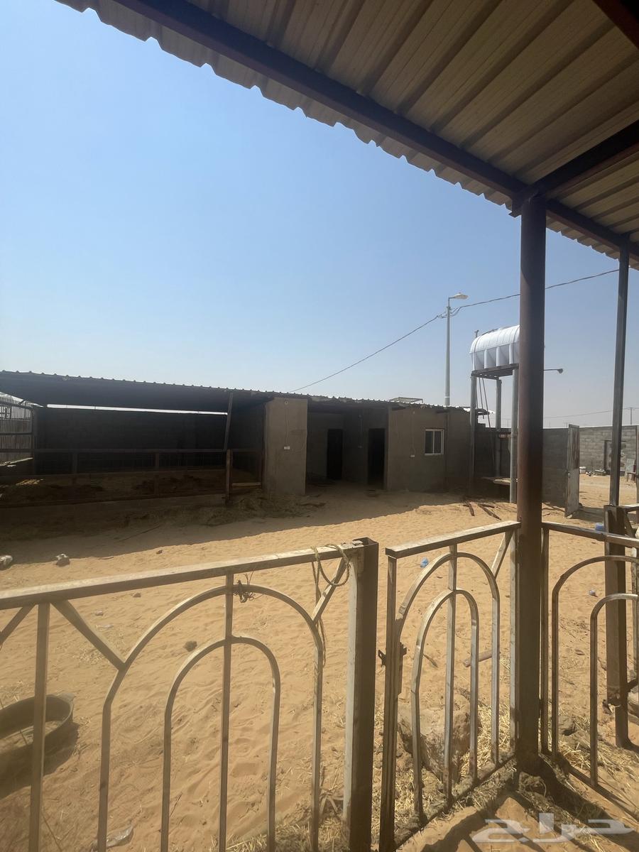 حوش الايجار او للبيع جاهز كامل  264270277769345112