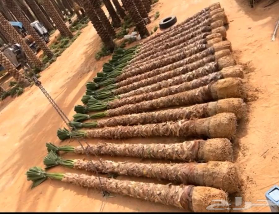 نخيل واشنطن للبيع64288482361217111