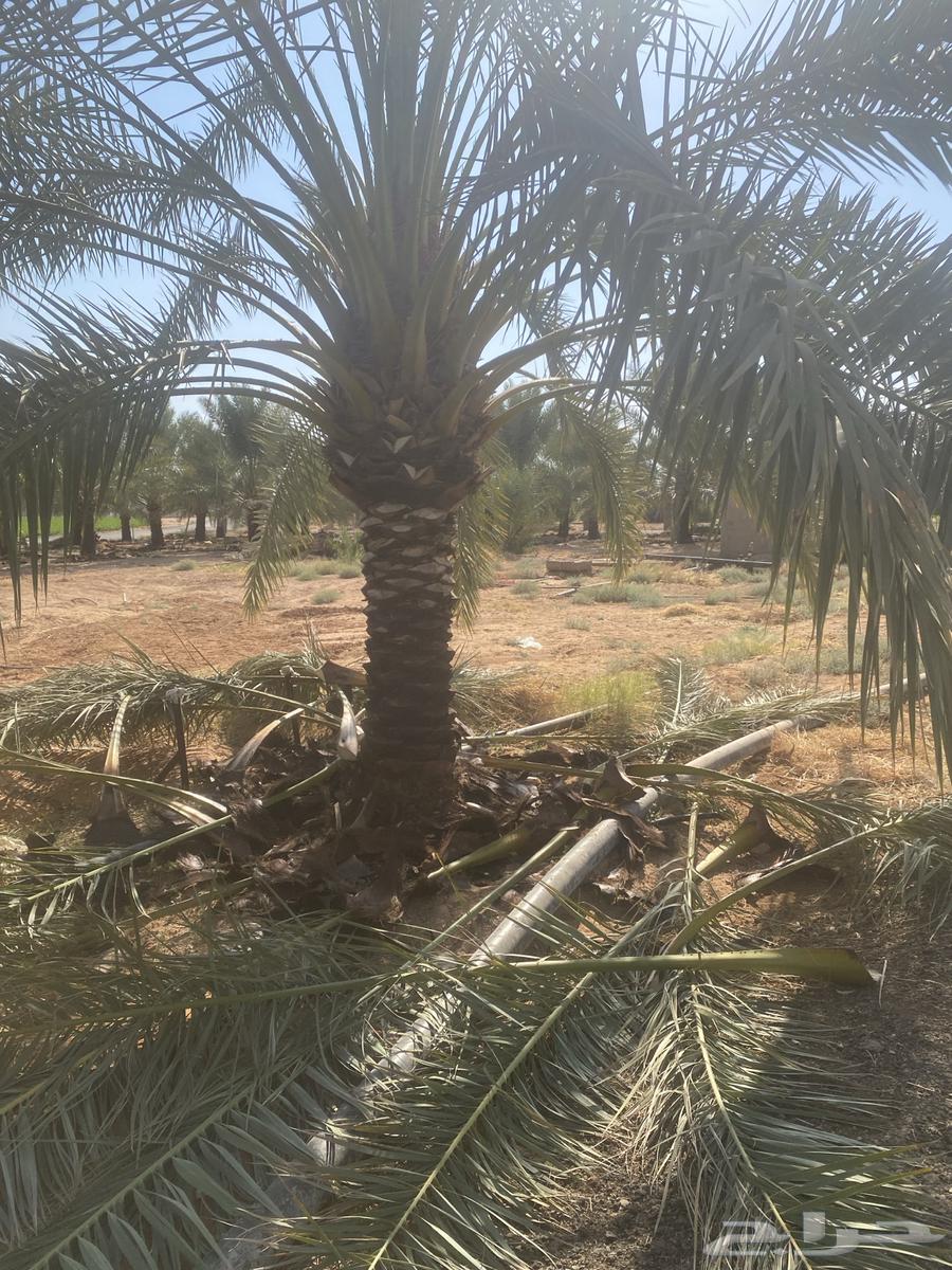 تكريب وتقليم النخل64314025465601112