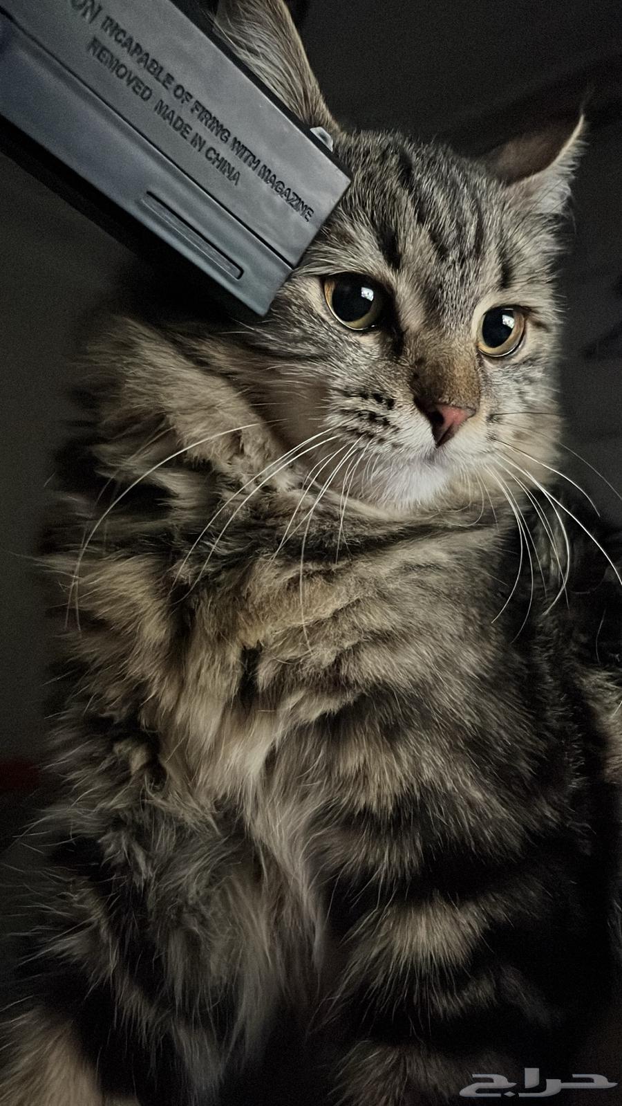 قطط تبني ( المتبني بنت) ضروري بنت64327348579459110