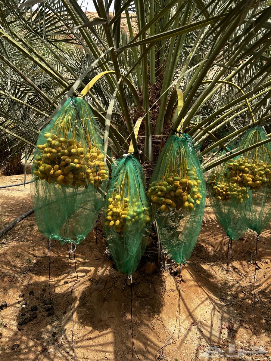 نخل خلاص صقعي هلالي مصيفه شهل نخيل طيب ومخدوم64314192199170111