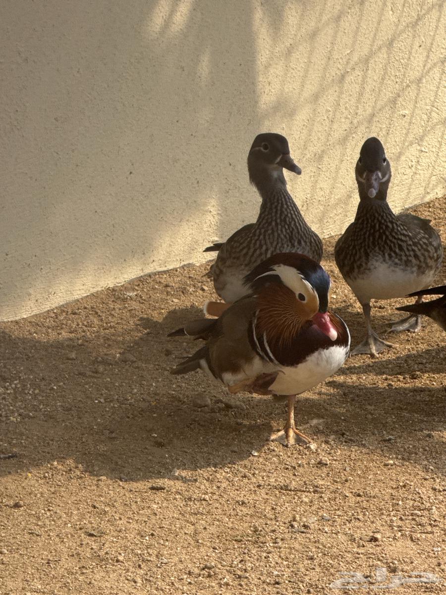 Adoption of all types of animals64370214429314110