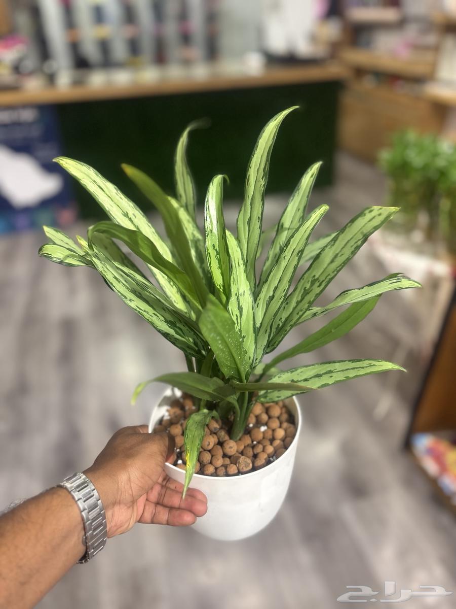 مندوب توصيل مكه64327103413251112